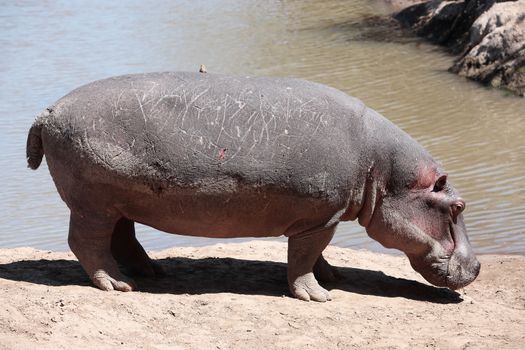 Hippopotamus in the Mara river in the Masai Mara reserve in Kenya Africa