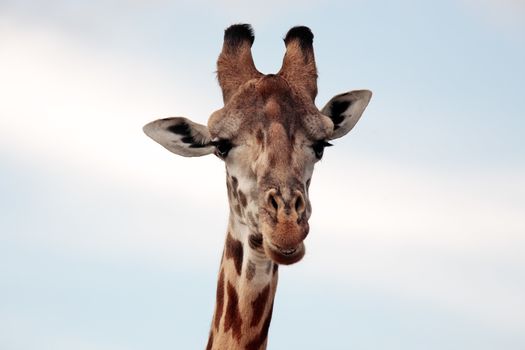 Maasai or Kilimanjaro Giraffe portrait in the beautiful plains of the Masai Mara reserve in Kenya Africa