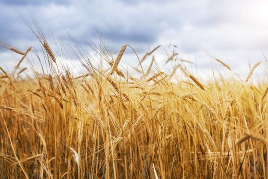 Wheat field and blue sky