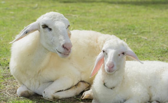 Sheep Farm in a field in Winter