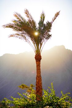 sun through the palm leaves