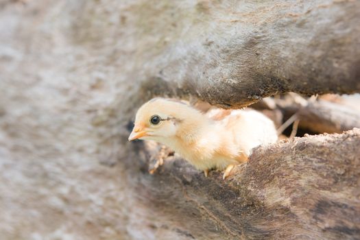 Single cute chick in timber on sunlight