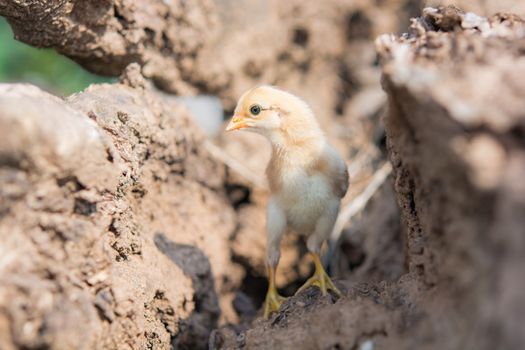 Single cute chick in timber on sunlight