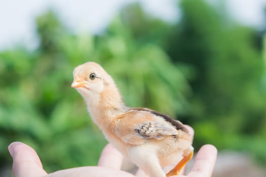 Newborn chick on a hand on sunlight