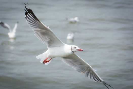 Flying Seagull over water, at Bangpoo of Thailand