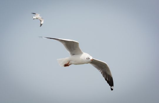 Flying Seagull over water, at Bangpoo of Thailand