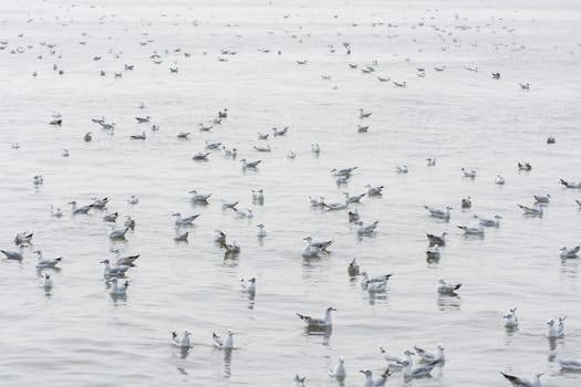 Flocks of Seagull on water, at Bangpoo of Thailand
