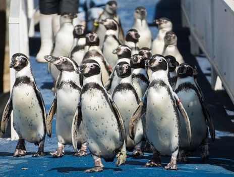 Penguin group walking int he zoo of Thailand