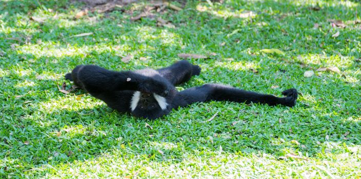 The male of black gibbon in relaxing