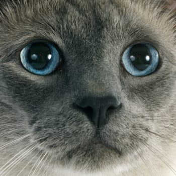 beautiful purebred siamese cat in front of white background