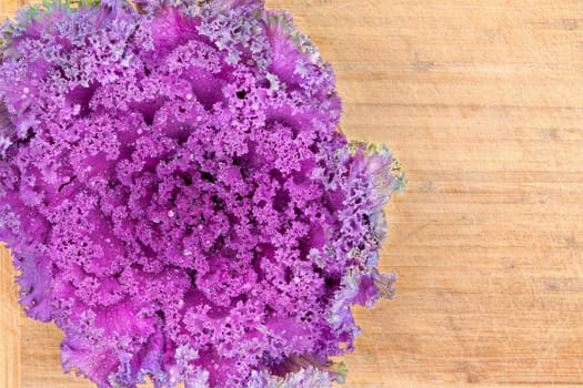 Healthy organic curly-leaf purple kale closeup texture with an overhead view of as whole fresh raw leafy head on an old bamboo cutting board with copyspace