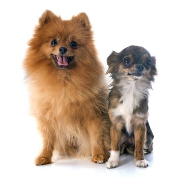 pomeranian spitz and chihuahua in front of white background