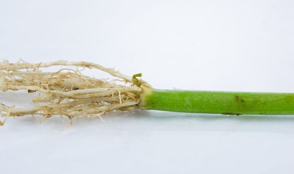 Morning Glory root on the white background