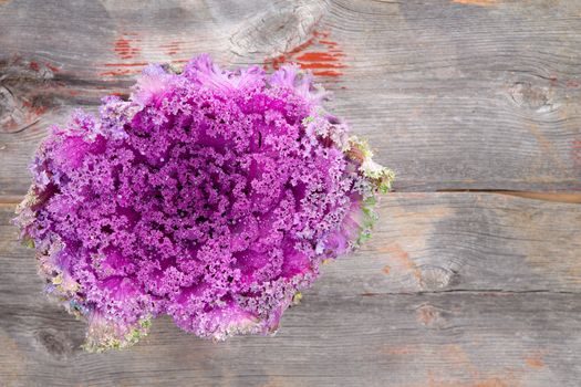 Overhead view of a fresh whole head of curly-leaf purple kale on rustic weathered wooden table with copyspace