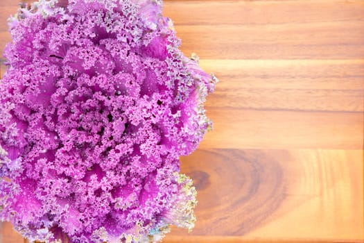 Texture of colourful curly-leaf purple kale with a whole fresh leafy head displayed on a new wooden cutting board, close up view from above with copyspace