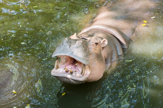 Close up of hippo or hippopotamus mouth open waiting for food