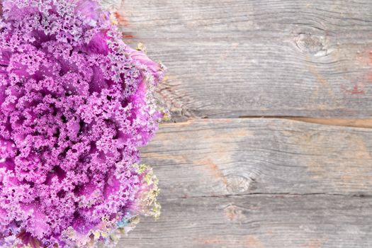 View from above of a fresh head of curly-leaf purple kale on a rustic grungy wooden board with copyspace