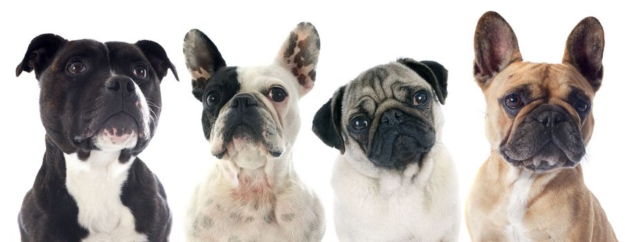 four purebred dogs  in front of white background