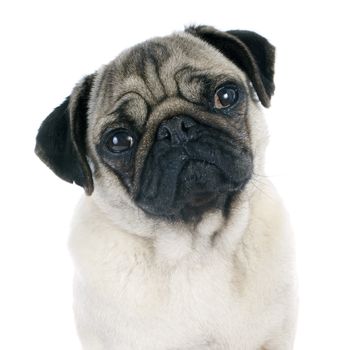 young pug  in front of white background