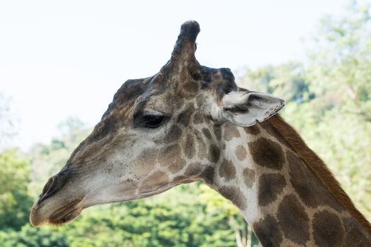 Portrait closeup of Giraffe in the zoo of Thailand