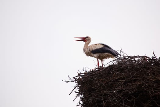 The white stork costs in a big nest from rods