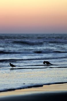 Birds at sunset in the water at a beach.