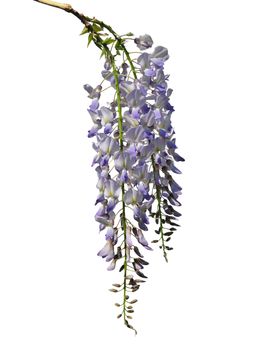 Chinese wisteria (Wisteria sinensis)