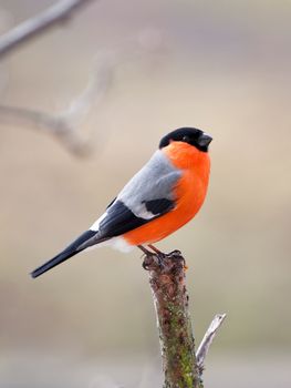 The male bullfinch sits on a mountain ash branch