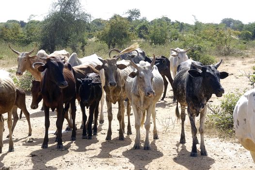 Herd of cows in the bush around Koupela in Burkina Faso