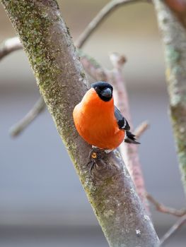 The male bullfinch sits on a mountain ash branch