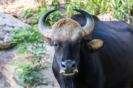 Black bison in Khao Kheow Open Zoo Thailand