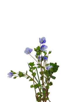 Slender Speedwell (Veronica filiformis)