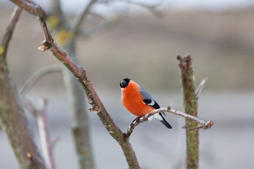 The male bullfinch sits on a mountain ash branch