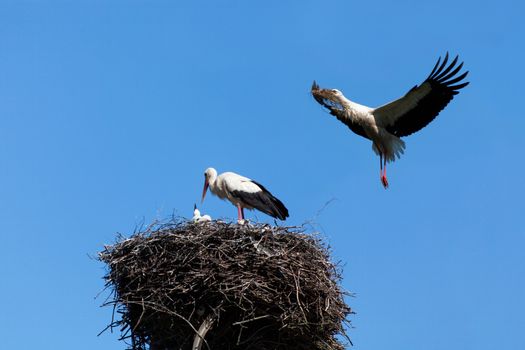 The white stork costs in a big nest from rods against the blue sky