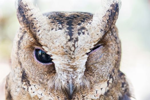 close up of an owl be cute