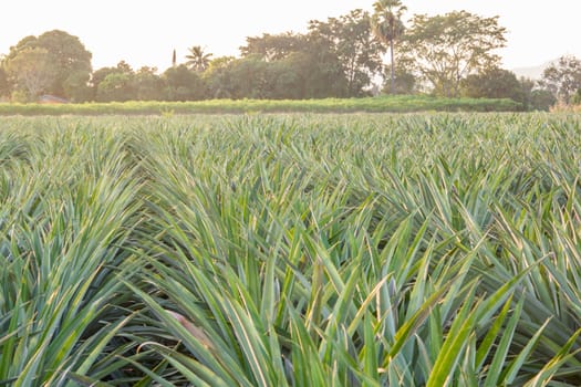 Pineapple farm and a beautiful sky of Thailand