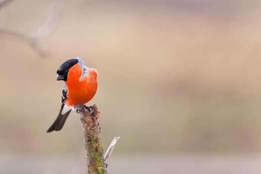 The male bullfinch sits on a mountain ash branch