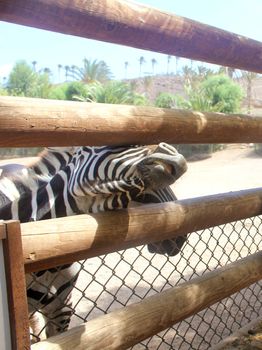 zebra asking for food