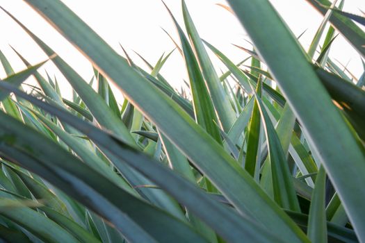 pattern of pineapple leaf for you a background