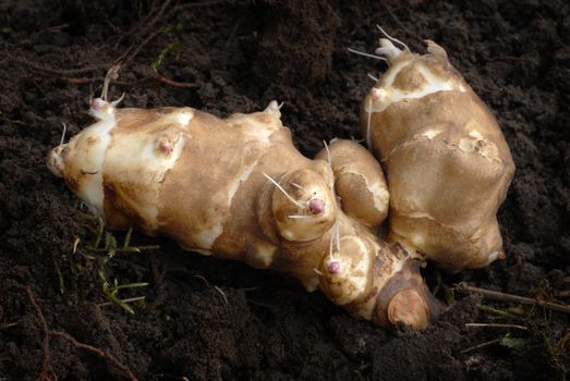 Jerusalem Artichoke with Sprouts Ready for Laying