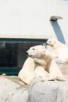 White bears at zoo