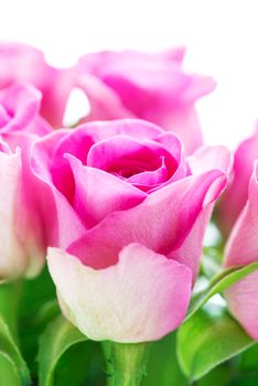 Bright pink roses close up