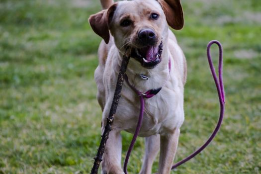 A Brown labrador running with a stick in its mouth in a grass field