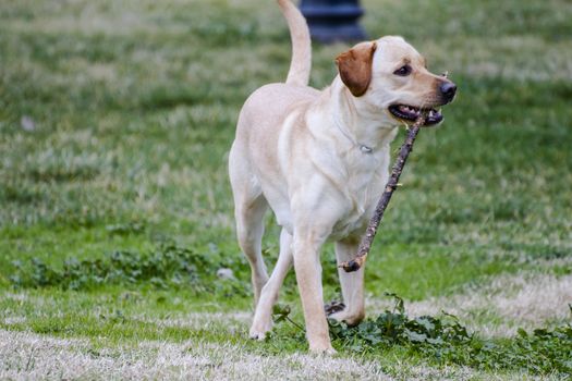 A Brown labrador running with a stick in its mouth in a grass field