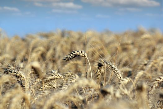 golden wheat and blue sky landscape