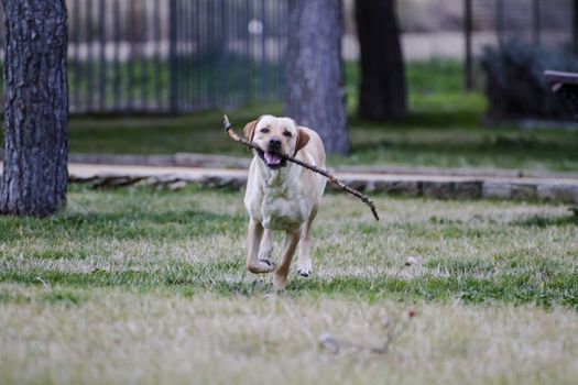 A Brown labrador running with a stick in its mouth in a grass field