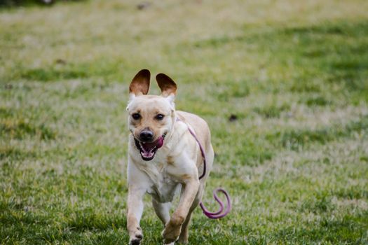 Loyal yellow labrador in the park in a grass field, autumn