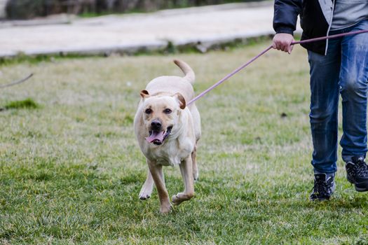 A Brown labrador running with a boy in a grass field