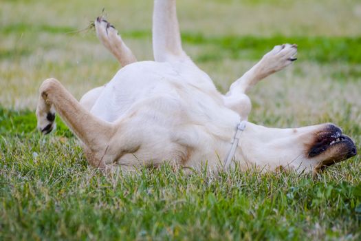 A Brown labrador in a grass field