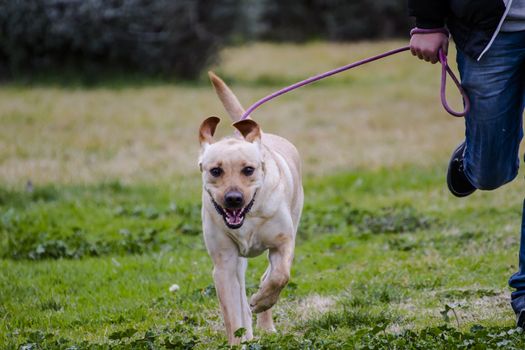 Pedigree.Pet.A Brown labrador running with a boy in a grass field